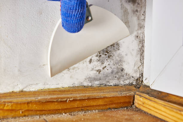 Best Environmental Consulting for Mold Prevention  in Riverside, MD
